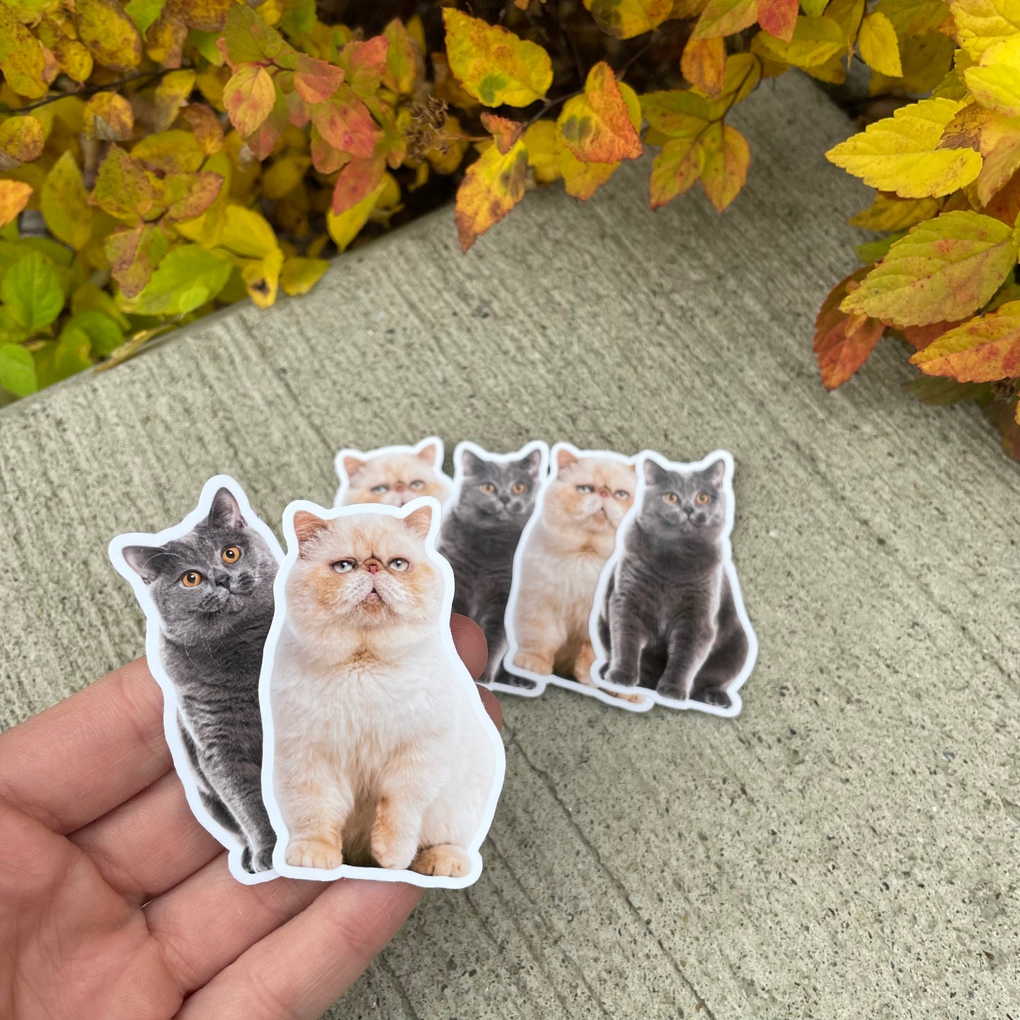 Custom Pet Stickers
