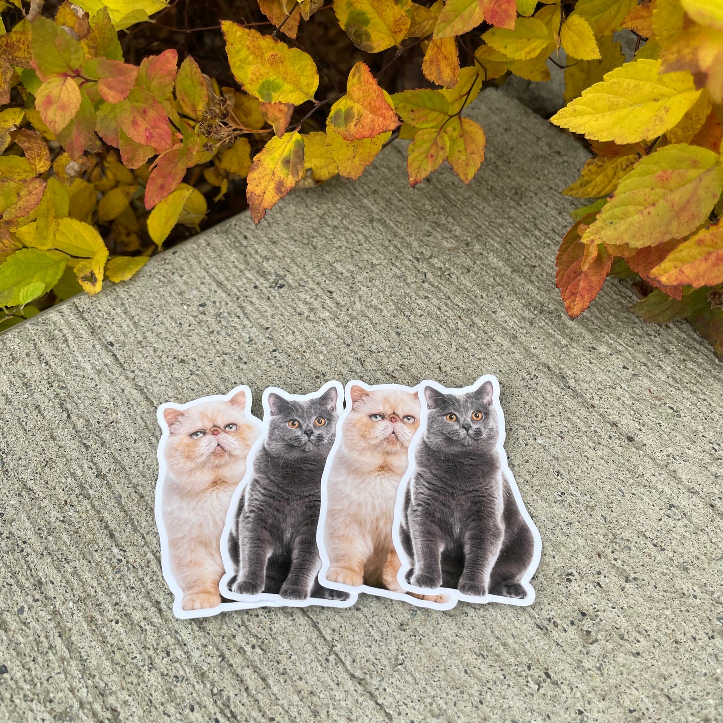 Custom Pet Stickers