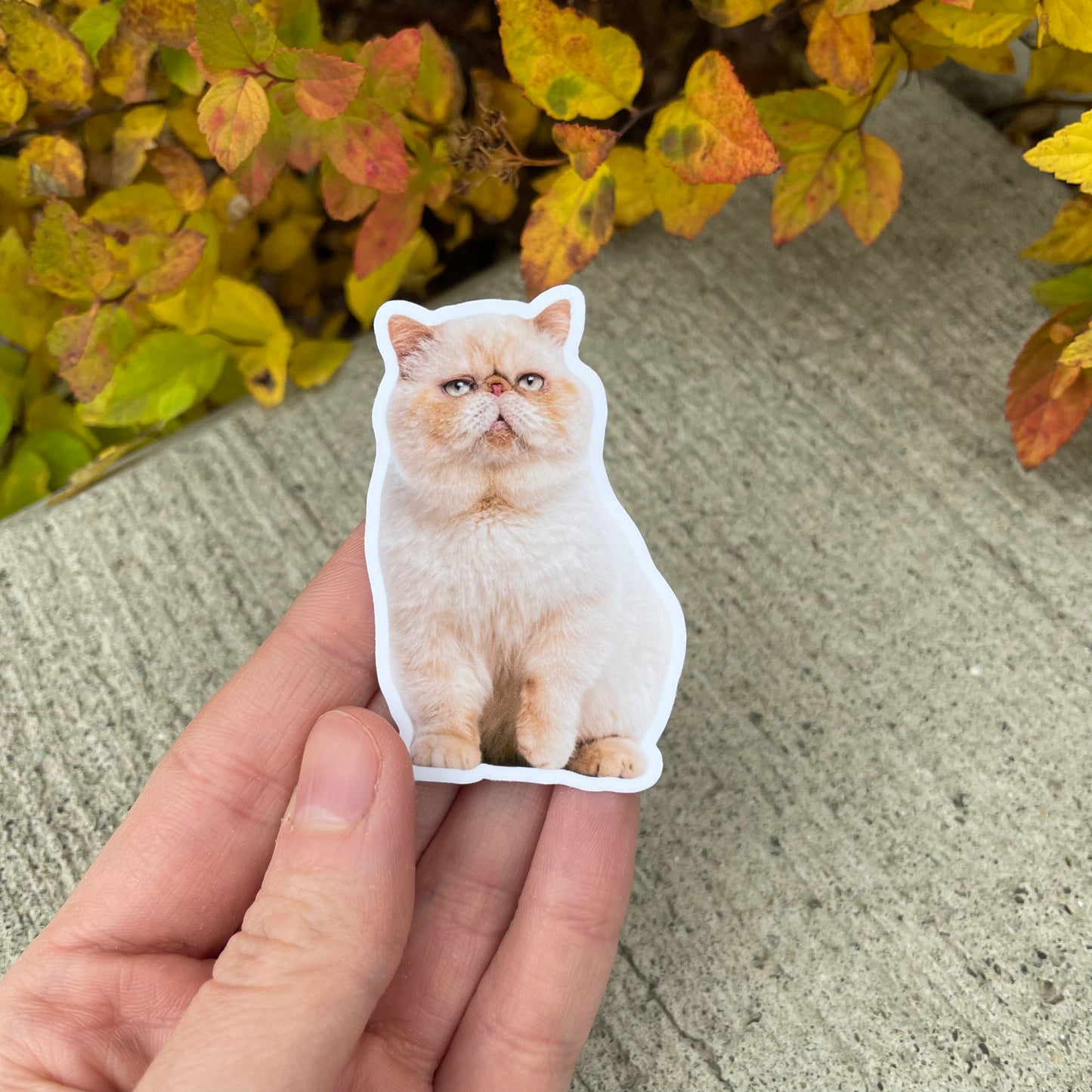 Custom Pet Stickers